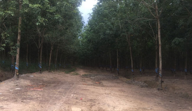 Sau 5 năm, vườn cao su đầu tiên của bầu Đức đã cho mủ. Hiện, diện tích khai thác mủ cao su lên tới khoảng 18.000 hecta. Ảnh: HAGL Group.