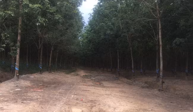 Sau 5 năm, vườn cao su đầu tiên của bầu Đức đã cho mủ. Hiện, diện tích khai thác mủ cao su lên tới khoảng 18.000 hecta. Ảnh: HAGL Group.