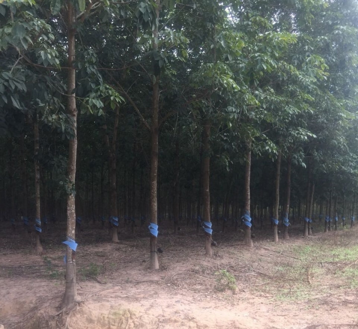 Trong quý II/2017, các nông trường cao su HAGL thu hoạch trung bình 60 tấn/ngày, tổng cộng được 5.300 tấn mủ cao su đem về doanh thu hơn 212 tỷ đồng. Ảnh: HAGL Group.