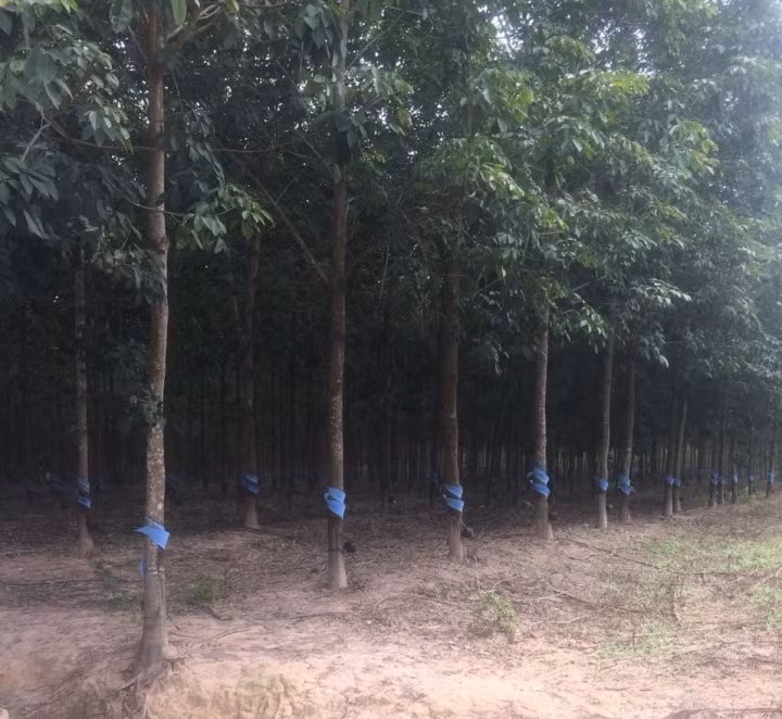 Trong quý II/2017, các nông trường cao su HAGL thu hoạch trung bình 60 tấn/ngày, tổng cộng được 5.300 tấn mủ cao su đem về doanh thu hơn 212 tỷ đồng. Ảnh: HAGL Group.