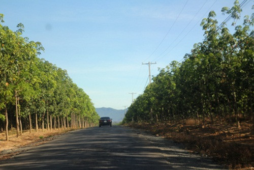 Đây được xem là một thông tin tích cực cho các doanh nghiệp của bầu Đức vốn đã bỏ ra số tiền cả chục ngàn tỷ đồng để đầu tư trồng cao su. Ảnh: Haagrico.