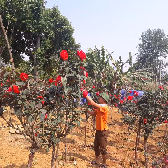 Loat vuon hong co “hai ra tien” o Viet Nam