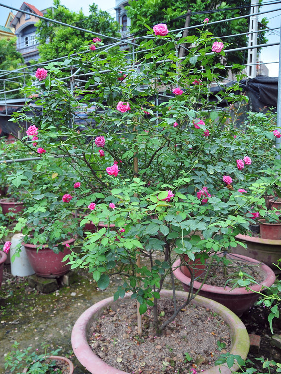 Trong vườn, ông Diễn trồng nhiều loài hồng cổ Việt Nam như hồng cổ Sapa, hồng cổ Hải Phòng, hồng Văn Khôi, hồng leo Sơn La, hồng nhung, hồng bạch…Ảnh: Dangcongsan.