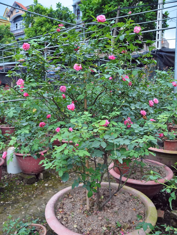 Trong vườn, ông Diễn trồng nhiều loài hồng cổ Việt Nam như hồng cổ Sapa, hồng cổ Hải Phòng, hồng Văn Khôi, hồng leo Sơn La, hồng nhung, hồng bạch…Ảnh: Dangcongsan.