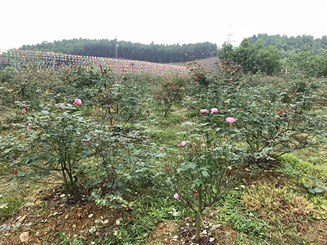 Vườn hồng của anh có đủ các loại như hồng cổ Sapa, hồng Văn Khôi, hồng Bạch Cổ, hồng leo cổ Hải Phòng, hồng cổ Huế… Ảnh: Nongnghiep.