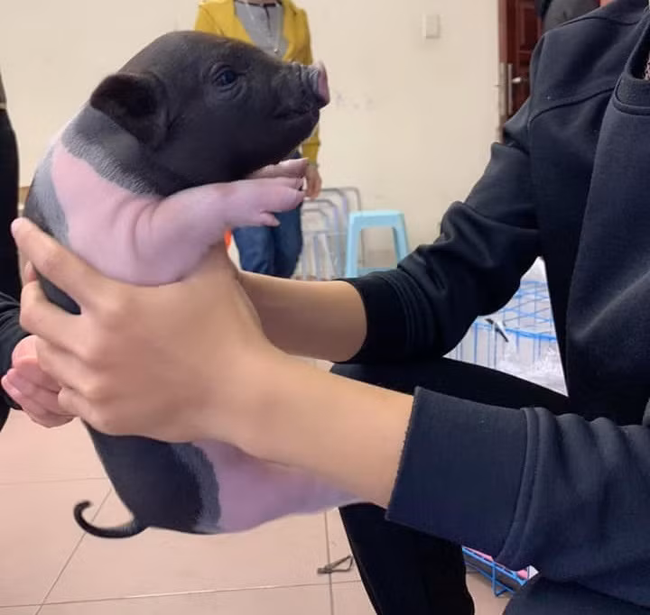 Trên mạng xã hội, thị trường mua bán lợn cảnh diễn ra cực kỳ sôi động. Ảnh: FB Vu Quang Huy.