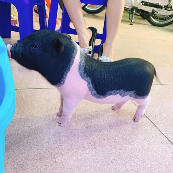 Giá bán lợn mini dao động từ 2,5-3,5 triệu đồng/con, tùy giống đực hay cái. Ảnh: FB Vu Quang Huy.