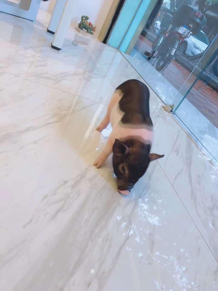 Hàng ngày, chúng được chủ nhân cho uống sữa, ăn ngũ cốc, tắm rửa sạch sẽ và xịt nước hoa thơm phức. Ảnh: FB Duy Le.