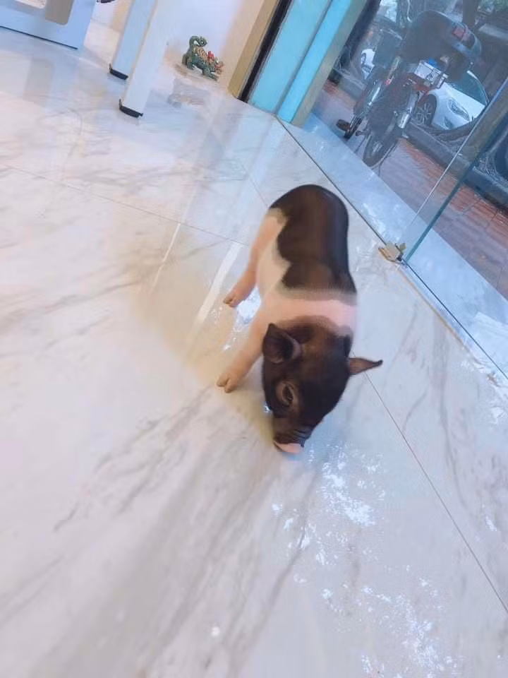 Hàng ngày, chúng được chủ nhân cho uống sữa, ăn ngũ cốc, tắm rửa sạch sẽ và xịt nước hoa thơm phức. Ảnh: FB Duy Le.