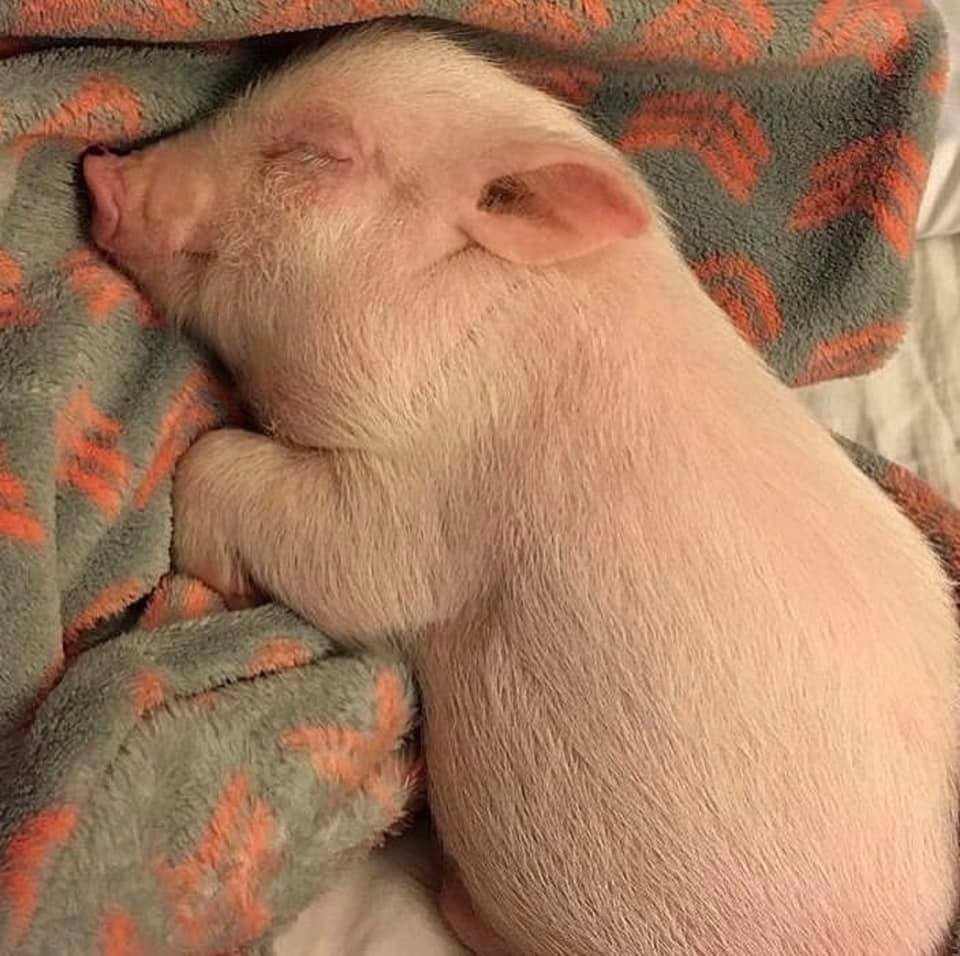 Theo một số người bán, lợn cảnh mini có tuổi thọ từ 15-20 năm. Trọng lượng khi trưởng thành chỉ khoảng 30kg nếu cho ăn quá nhiều. Ảnh: FB Trần Thị Ý Nhi.