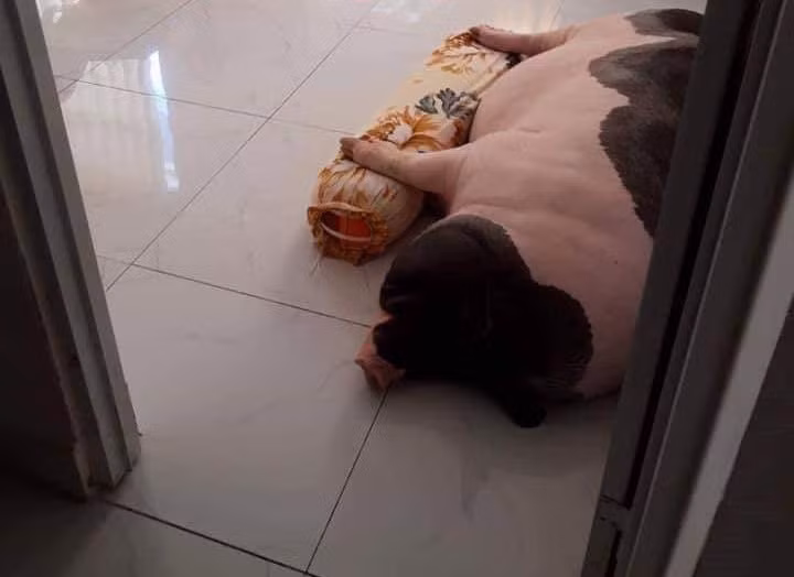 Người chia sẻ câu chuyện này cũng khuyên mọi người cân nhắc trước khi mua những chú lợn mini này về làm thú cưng. Ảnh: Facebook.