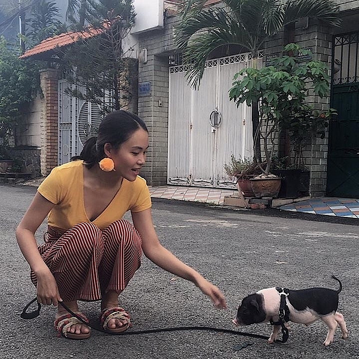 Thậm chí, lợn cảnh còn được chủ nhân dắt đi dạo phố hay công viên để thay đổi không khí, giúp chúng khỏe mạnh. Ảnh: Baohaiquan.