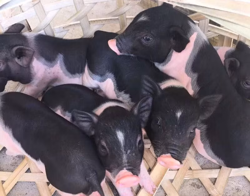 Những chú heo cảnh mini được nuôi làm thú cưng chỉ nặng khoảng 2kg. Ảnh: Vietnamnet.