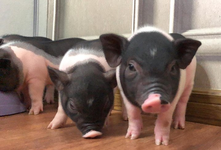 Thời gian gần đây, những chú lợn cảnh mini đang trở thành thú chơi sang chảnh của một số gia đình giàu có ở Việt Nam, đặc biệt là bộ phận giới trẻ. Ảnh: Kitty&amp;Pony Store.