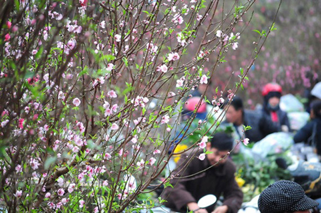 Gần Tết, những cành đào hồng, đỏ tràn ra cả khu vực ngoài chợ để người mua lựa chọn. Ảnh: Kinhtedothi.