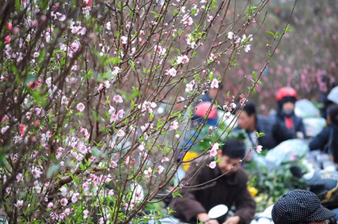 Gần Tết, những cành đào hồng, đỏ tràn ra cả khu vực ngoài chợ để người mua lựa chọn. Ảnh: Kinhtedothi.