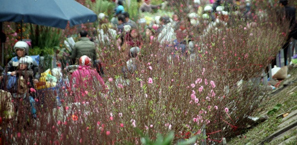 Nằm dọc theo con đường Âu Cơ (Tây Hồ, Hà Nội), chợ hoa Quảng Bá tấp nập hơn những ngày giáp Tết. Nếu như ngày thường, chợ chỉ họp vào ban ngày thì dịp Tết khách có thể ghé chợ hoa vào bất cứ lúc nào trong ngày. Ảnh: Giadinhnet.