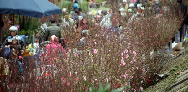 Nằm dọc theo con đường Âu Cơ (Tây Hồ, Hà Nội), chợ hoa Quảng Bá tấp nập hơn những ngày giáp Tết. Nếu như ngày thường, chợ chỉ họp vào ban ngày thì dịp Tết khách có thể ghé chợ hoa vào bất cứ lúc nào trong ngày. Ảnh: Giadinhnet.