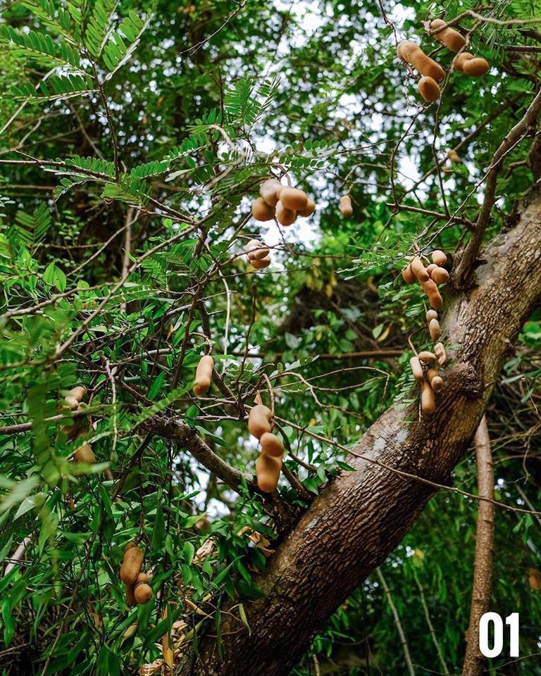 Ngoài cung cấp cho gia đình, vườn rau của Nedhini đã bắt đầu được bán sản phẩm ra bên ngoài.