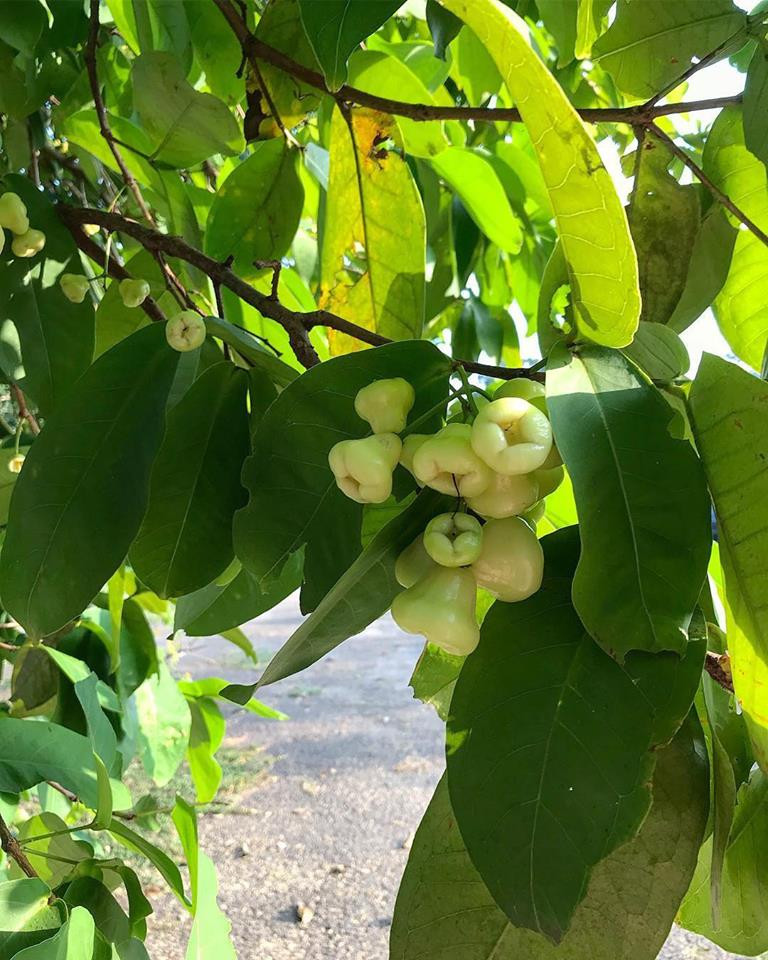 Nedhini hy vọng mô hình trồng rau của mình sẽ được nhân rộng ở nhiều gia đình khác. Điều này sẽ góp phần giảm số lượng đồ ăn nhập khẩu và quảng bá hình ảnh của Sri lanka trong tương lai. Nguồn ảnh: HWGF.