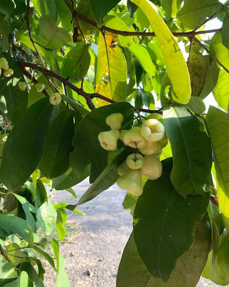 Nedhini hy vọng mô hình trồng rau của mình sẽ được nhân rộng ở nhiều gia đình khác. Điều này sẽ góp phần giảm số lượng đồ ăn nhập khẩu và quảng bá hình ảnh của Sri lanka trong tương lai. Nguồn ảnh: HWGF.