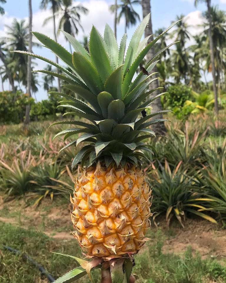 Nedhini còn trồng cả dứa trong vườn nhà.