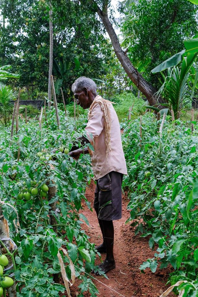  Vườn cà chua sai trĩu quả.