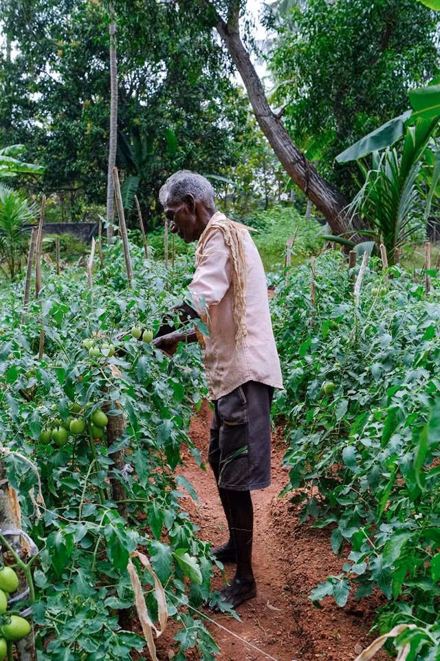  Vườn cà chua sai trĩu quả.
