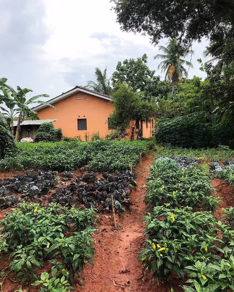 Vườn rau xanh mướt như một thiên đường nhiệt đới.