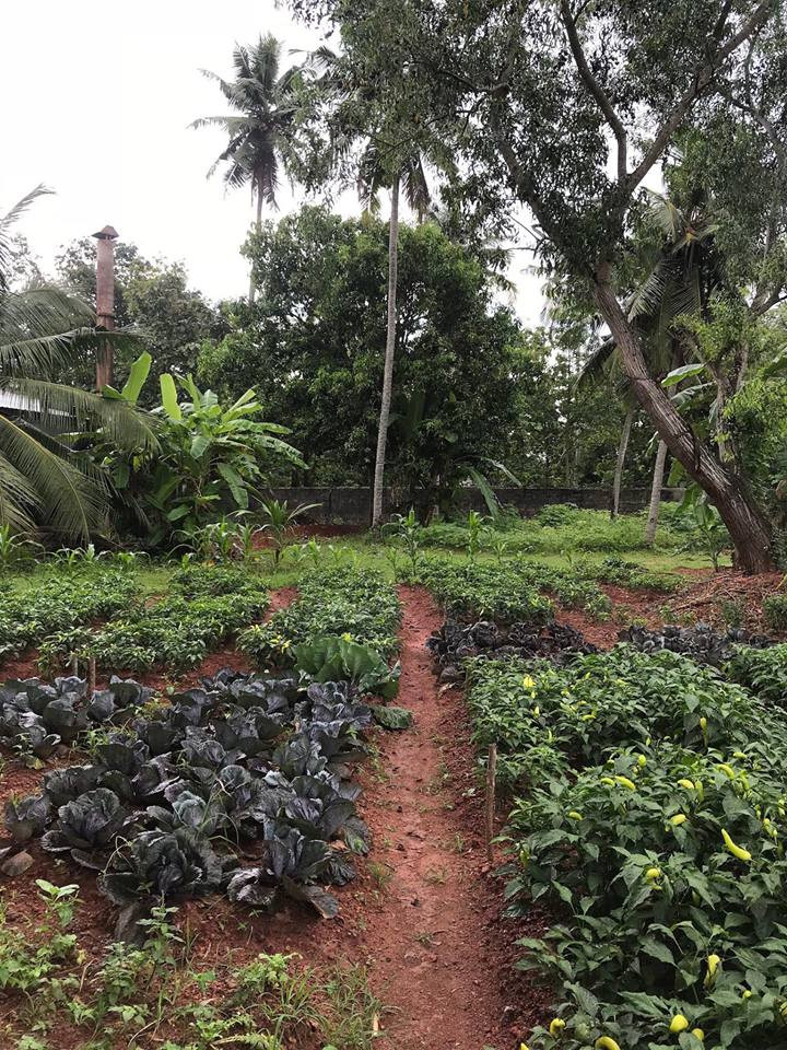 Với mong muốn cung cấp đủ các loại rau xanh cho bữa cơm gia đình, Nedhini và Abishek trồng rất nhiều rau, củ, quả và trái cây trong khu vườn.