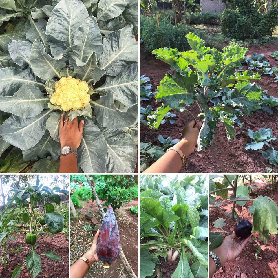 Đủ các loại rau, củ trông thích mắt.