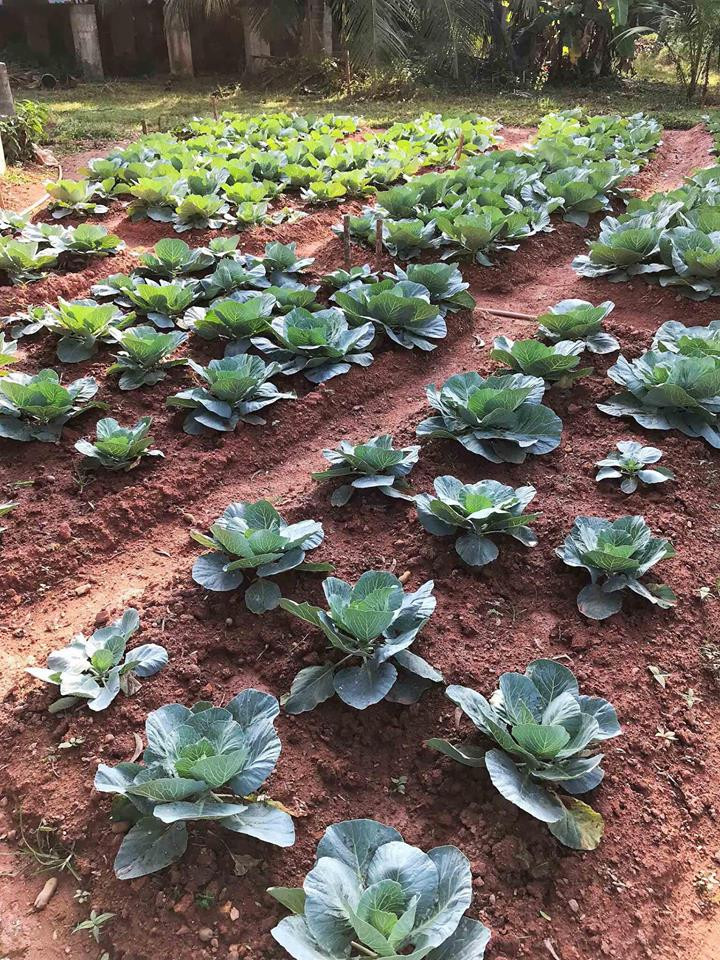 Bắp cải đang vào độ cuốn.