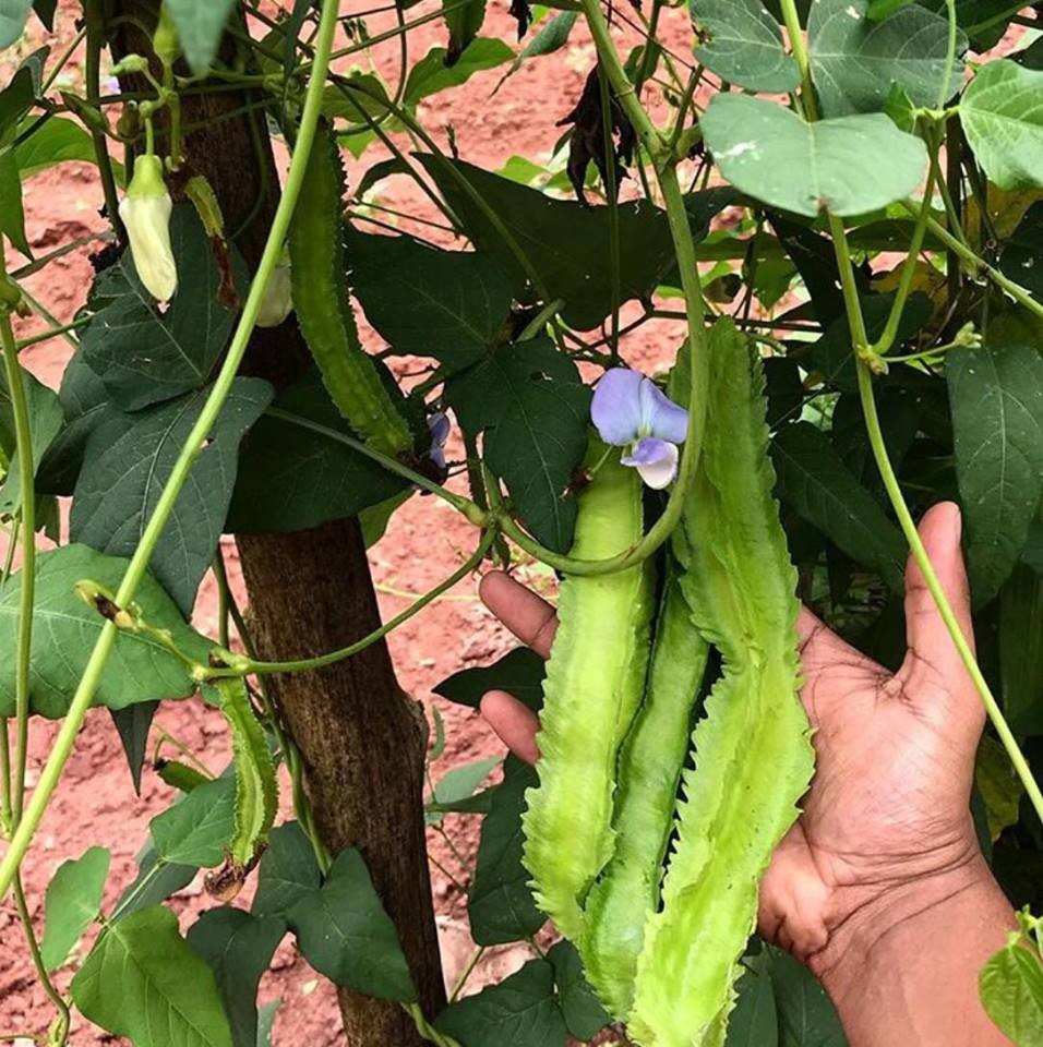 Khoảng 90% rau ăn hàng ngày và 50% trái cây của gia đình được thu hoạch từ trong vườn.