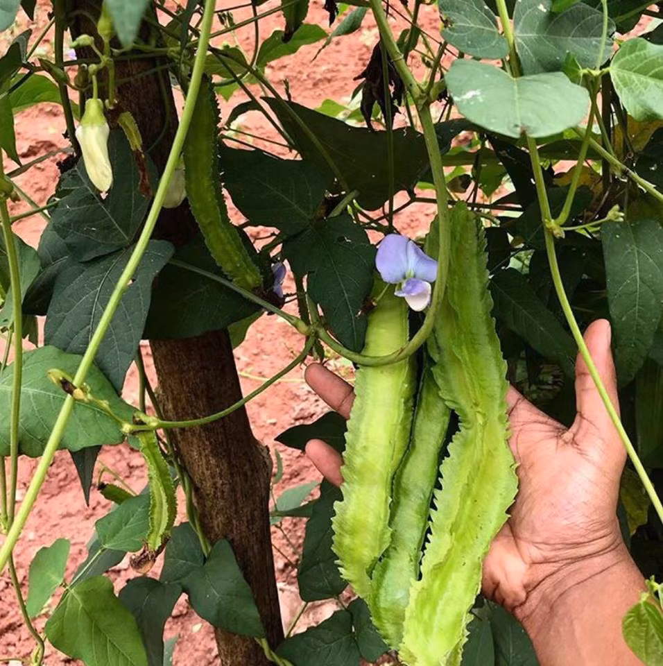 Khoảng 90% rau ăn hàng ngày và 50% trái cây của gia đình được thu hoạch từ trong vườn.