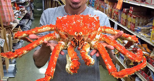 Các năm trước, cua hoàng đế tươi sống về Việt Nam ở mức 2,5 -3 triệu đồng/kg, thì nay chỉ còn 1,9 triệu đồng/kg. Ảnh: Internet.