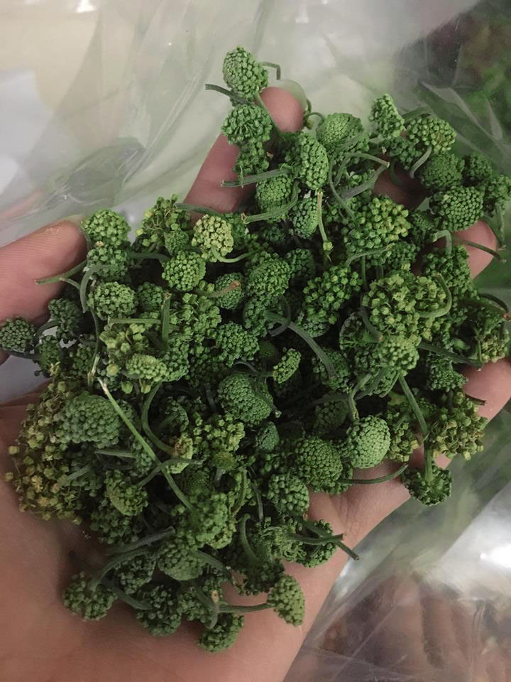 Không phải sơn hào hải vị nhưng nụ hoa tam thất bao tử ở Việt Nam có giá đắt tương đương tôm hùm Mỹ. Ảnh: Thaoduocspa.