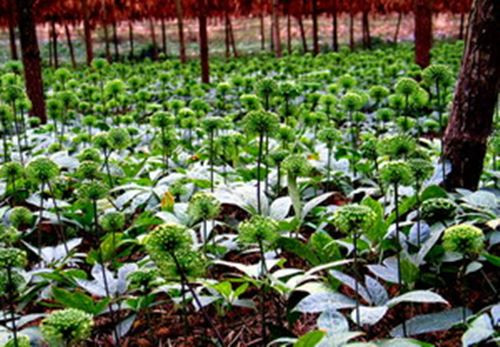 Vào mùa, cây tam thất thường cho 3 đợt hoa. Tuy nhiên, hoa chỉ rộ đợt đầu tiên, những đợt còn lại không nhiều. Ảnh: Suckhoedoisong.