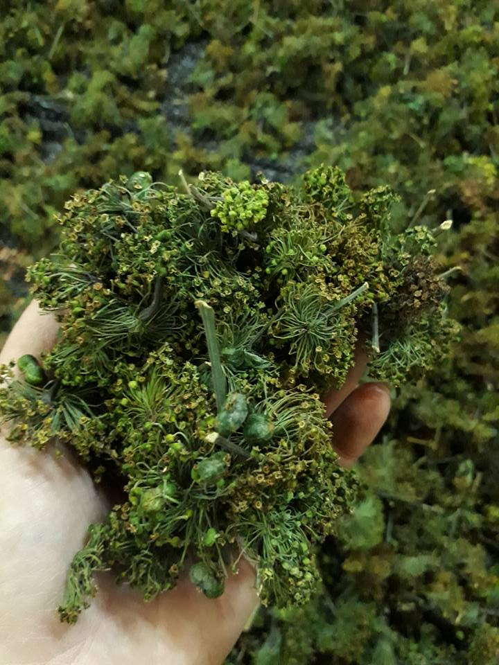 Nụ hoa có màu xanh đậm, uống có vị ngọt. Ảnh: Thaoduocspa.