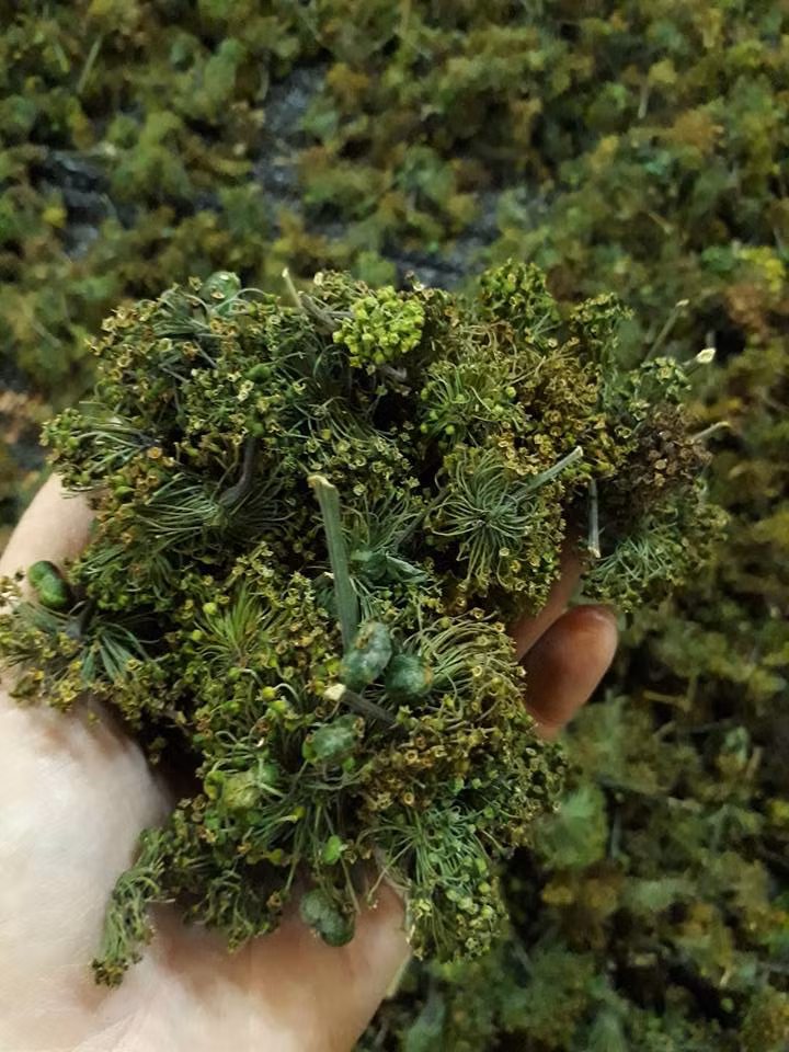 Nụ hoa có màu xanh đậm, uống có vị ngọt. Ảnh: Thaoduocspa.