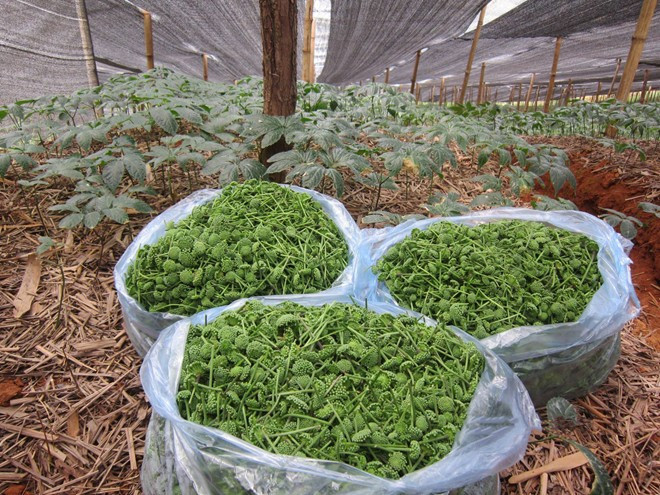 Thậm chí, có khách đặt trước cả tuần mua được nụ hoa này về làm rau ăn hàng ngày bất chấp giá của nó đắt gấp nhiều lần các loại rau khác. Ảnh: Tinmoitruong.