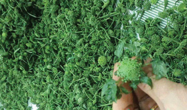 Do có nhiều công dụng tốt cho sức khỏe nên vào mùa hoa tam thất, nhiều người lùng mua hoa tươi về để nấu canh, xào nấu với thịt...Ảnh: Dongyphuvan.