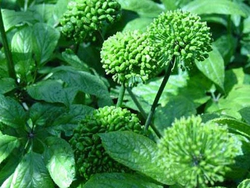 Trên thị trường, nụ hoa tam thất bao tử tươi có giá dao động 600.000-800.000 đồng/kg. Ảnh: Internet.