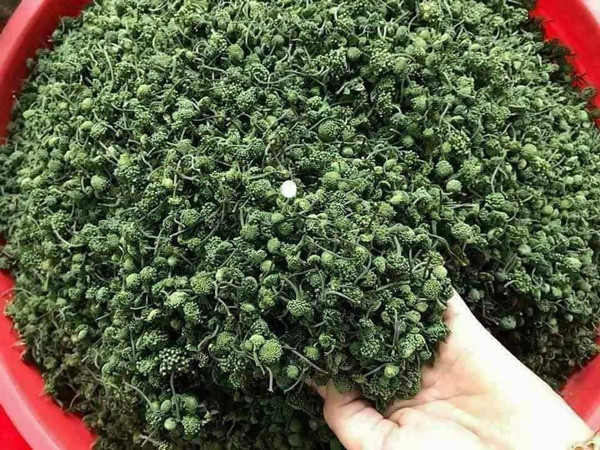 Thêm nữa, công đoạn thu hái nụ hoa tam thất cũng khá phức tạp để giữ cho cây phát triển tốt. Ảnh: Dân Việt.