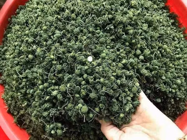 Thêm nữa, công đoạn thu hái nụ hoa tam thất cũng khá phức tạp để giữ cho cây phát triển tốt. Ảnh: Dân Việt.