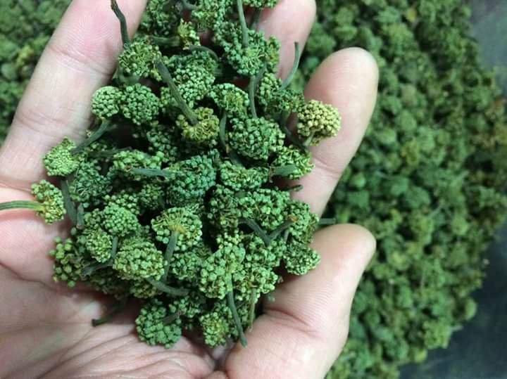 Nụ hoa tam thất bao tử có hình dáng nhỏ như hạt đỗ, bông tròn. Ảnh: Thaoduocspa.