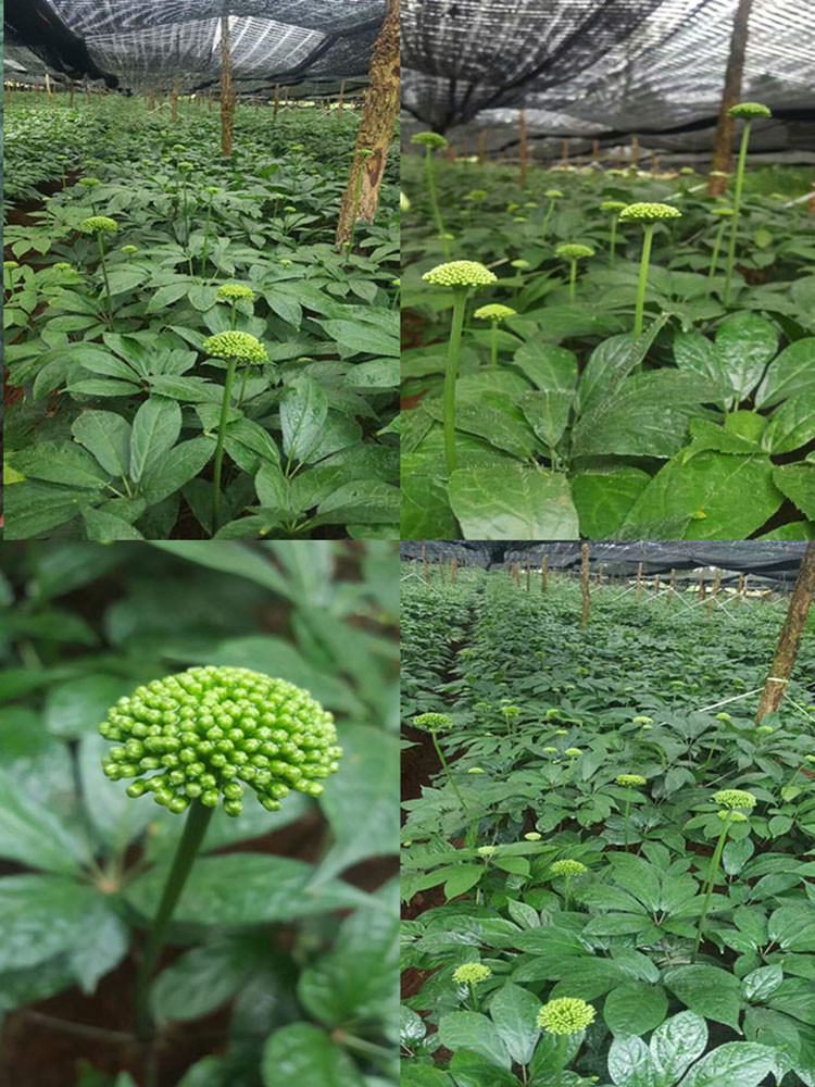 Có giá đắt như vậy là bởi hoa tam thất chỉ có theo mùa (từ đầu tháng 7 tới đầu tháng 8 dương lịch). Ảnh: Uyennhinuts.