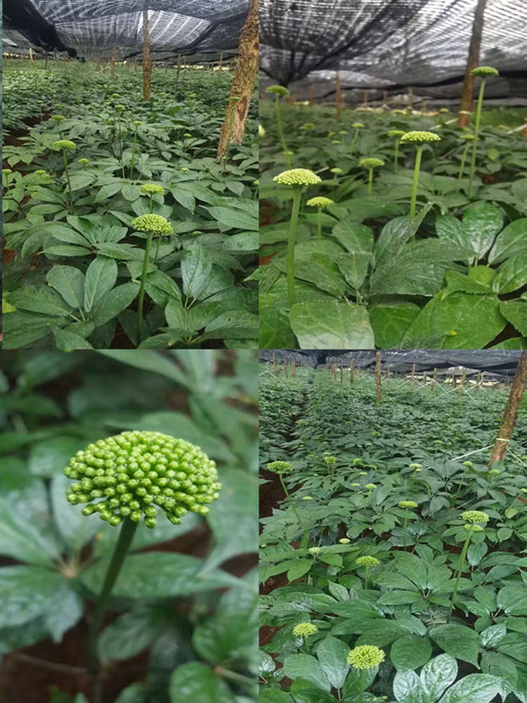 Có giá đắt như vậy là bởi hoa tam thất chỉ có theo mùa (từ đầu tháng 7 tới đầu tháng 8 dương lịch). Ảnh: Uyennhinuts.