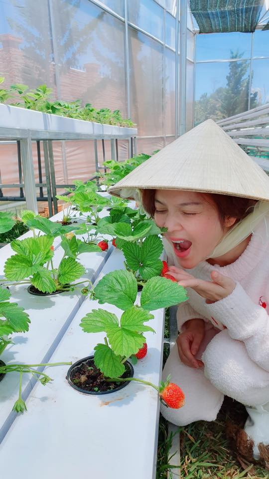 Nổi bật nhất là vườn dâu tây chín mọng.