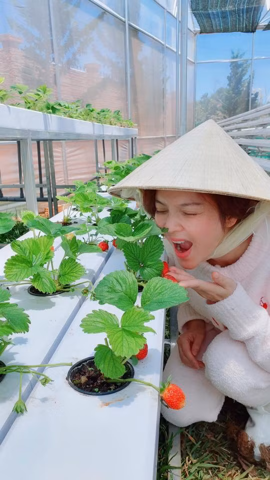 Nổi bật nhất là vườn dâu tây chín mọng.