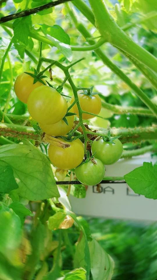 Chùm cà chua căng mọng khiến các fan thích thú.